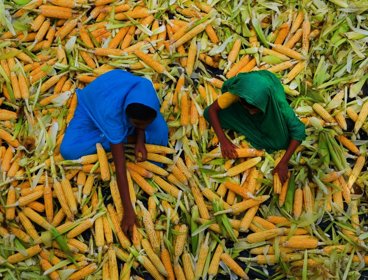 Two people spreading maize husks.