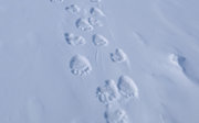 Polar bear feet track marks in the snow.