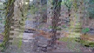 A stream in a Manchester woodland.