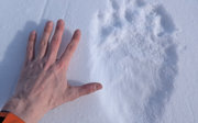 Robbie's hand next to the polar bear feet track marks for comparison.