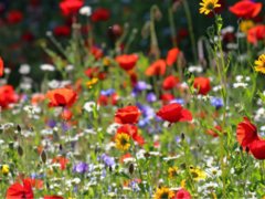 Field of wildflowers and bright flowers