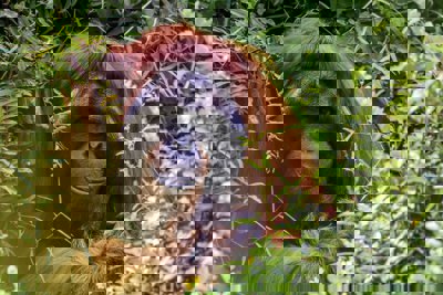 Orangutan on green background