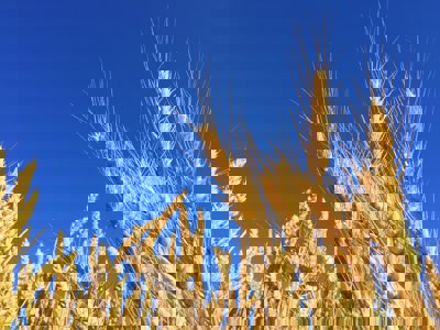 Corn on a background of a blue sky