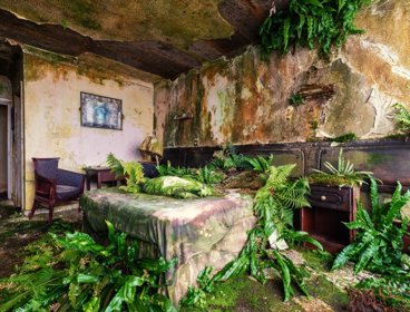 An abandoned hotel room with plants growing from the bed. Photograph titled 'Hotel Bedding'.