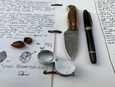 Field sketch book with drawings of leaves and black spruce. Lying on the page are also sketching tools such as a knife and pen
