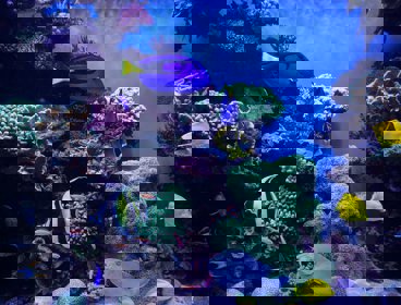 A coral reef with blue fish