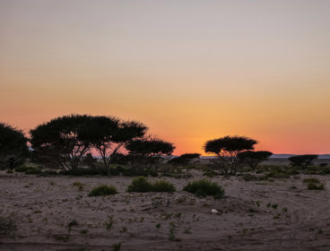 Trees with a sunset background