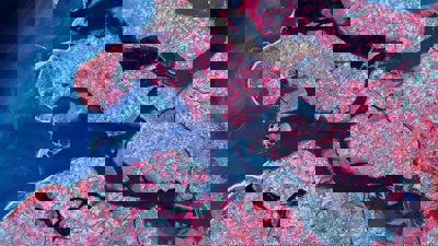 satellite image of river delta in the Netherlands