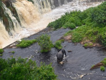 Elephant walking across stream next to waterfall seen from above.