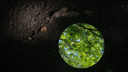 Dead leaves on dark soil next to a mirror showing bright living leaves and branches.