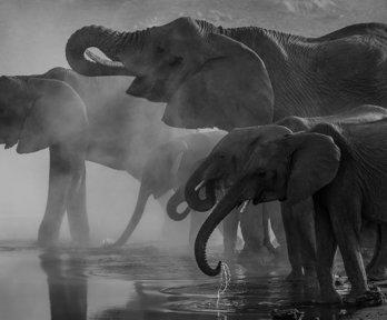 Black and white photograph of a group of large and smaller elephants drinking water.