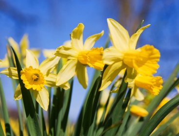 Yellow daffodils against blue sky.