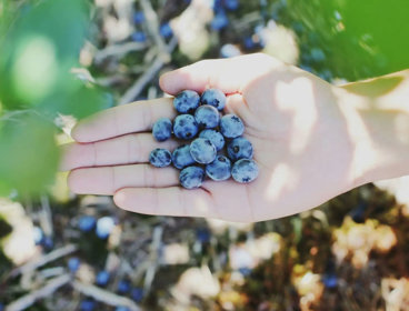 Person holding their hand out with blueberries in their palm.