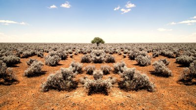 Barren scrublands with one single tree in the middle
