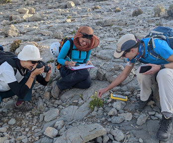 Three people crouching around a flowering plant surrounded by rocks. One person is taking a photo, one is writing notes on a clipboard and the other is touching the plant.