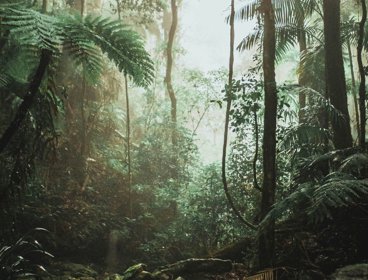 Green trees in a forest during the daytime