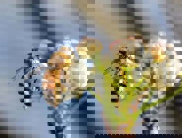 A close up of a bee collecting pollen from a small bunch of white flowers