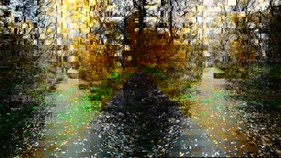 Pathway through an avenue of deciduous trees.