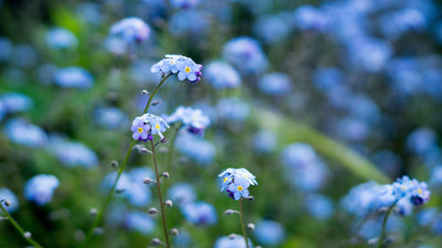 Selective focus of forget me not flowers in a field.