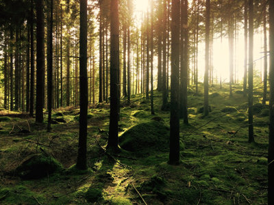 A view through the forest, with low light shining through the trees