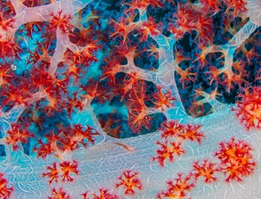 A small fish in red coral. Photograph titled 'Coral Jewel'.