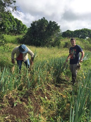 Two people harvesting a row of onions.