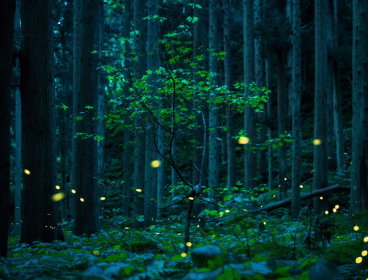 A small, solitary tree in the middle of a forest, surrounded by tall trees and fireflies.