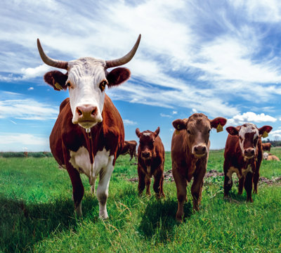 A group of cows in a green grassy field. The sky is blue with small clouds.