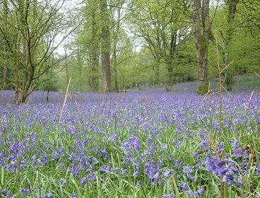 Bluebells in Black Beck Wood.