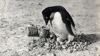 A black and white photo of a penguin standing on rocks next to cans of Lyle's Golden Syrup.