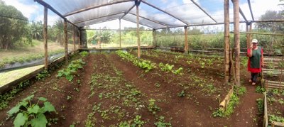 Rows of crops under a shade house held up by wooden pillars. A person wearing an apron is stood by a pillar.