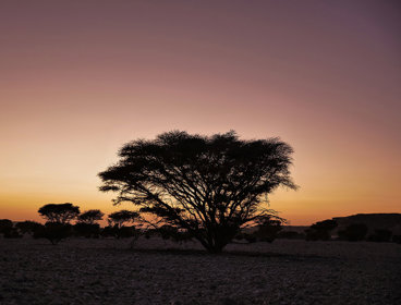 Trees on sunset sky background