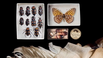 Extinction book cover showing collection display from Field Museum of Natural History in Chicago