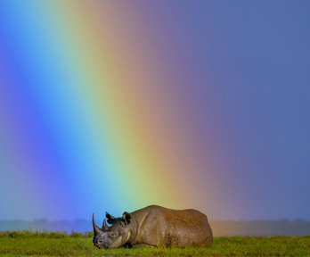 A rhinoceros laying on a grassy plain under a rainbow and blue sky.