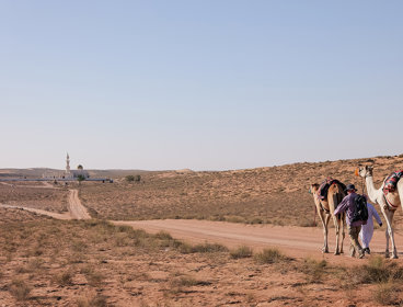 Desert landscape with buildings in the background and camels in the foreground