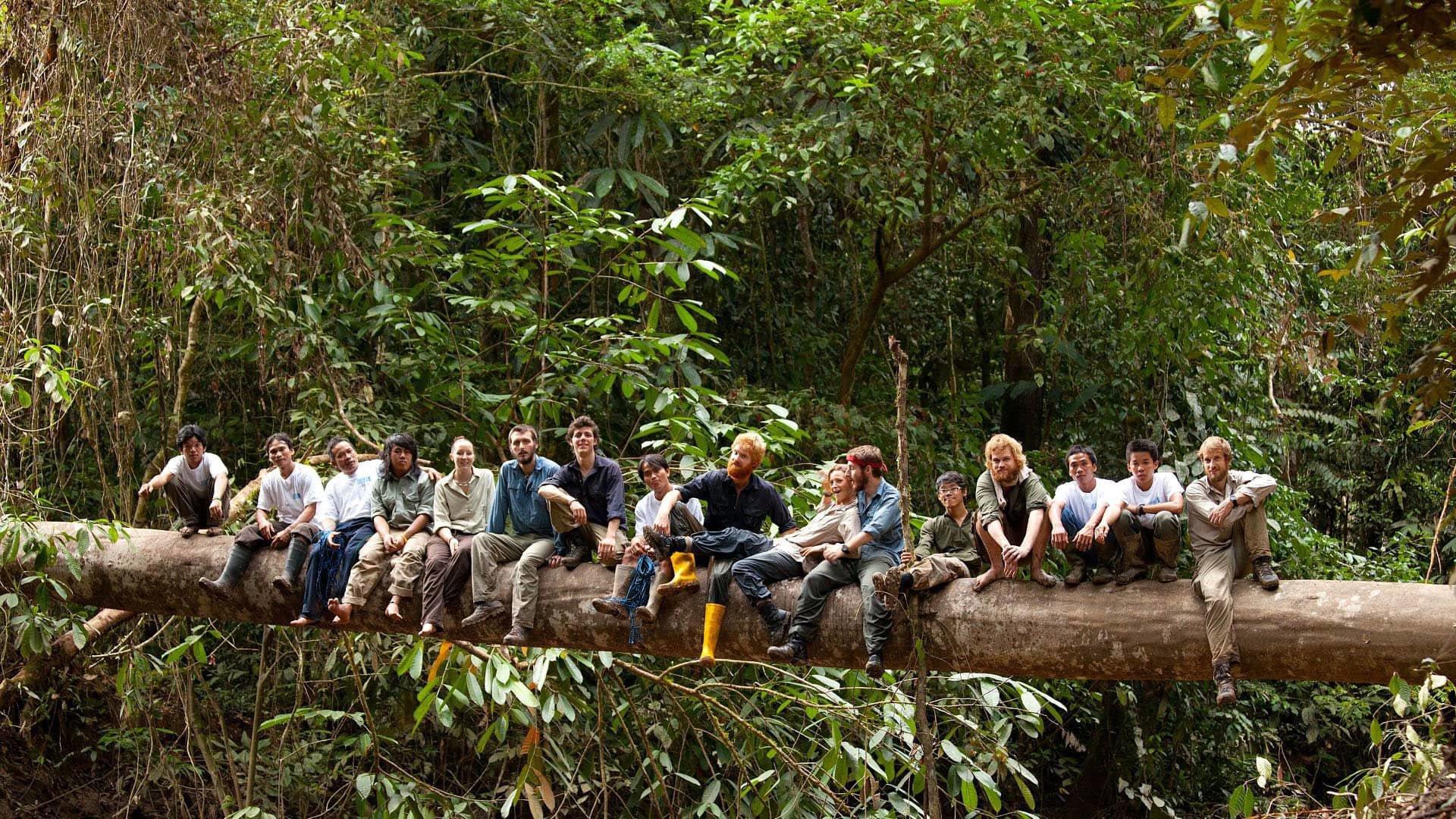 An expedition team sit on a fallen tree acting as a bridge across a tropical forest gorge in Borneo.