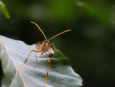 A mosquite resting on a leaf seen from up close.