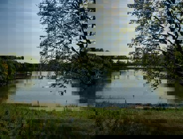 Hampstead Heath Ponds