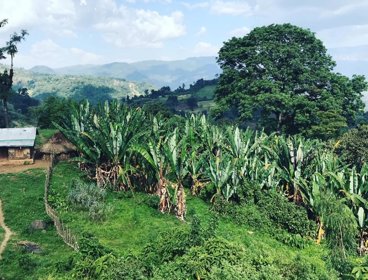 Ethiopian farm landscape with lush green grown and trees.