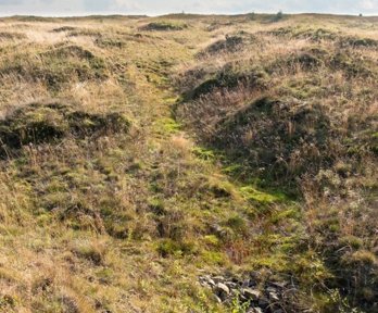 Restored peatland landscape with vegetation.