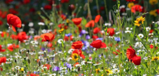 Field of wildflowers and bright flowers